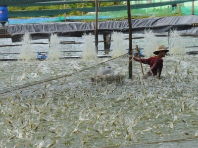 Sản lượng tôm nuôi tăng mạnh nhờ ứng dụng công nghệ cao