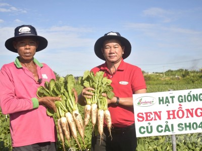 Trồng màu thu nhập 500 triệu đồng/năm nhờ nhạy bén sử dụng giống mới