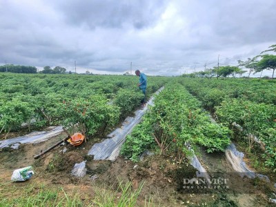 Thứ cây tốt um ngoài đồng, 