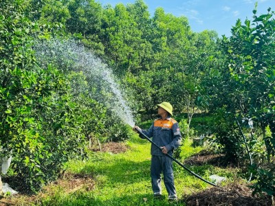 Nông dân tìm cách 'giải nhiệt' cho cây ăn quả