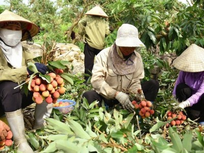 Vải chín sớm Phương Nam: Từ nỗi lo sau bão đến mùa quả ngọt