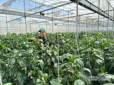 Trồng ớt chuông trong nhà kính, lãi 1 tỷ đồng/ha